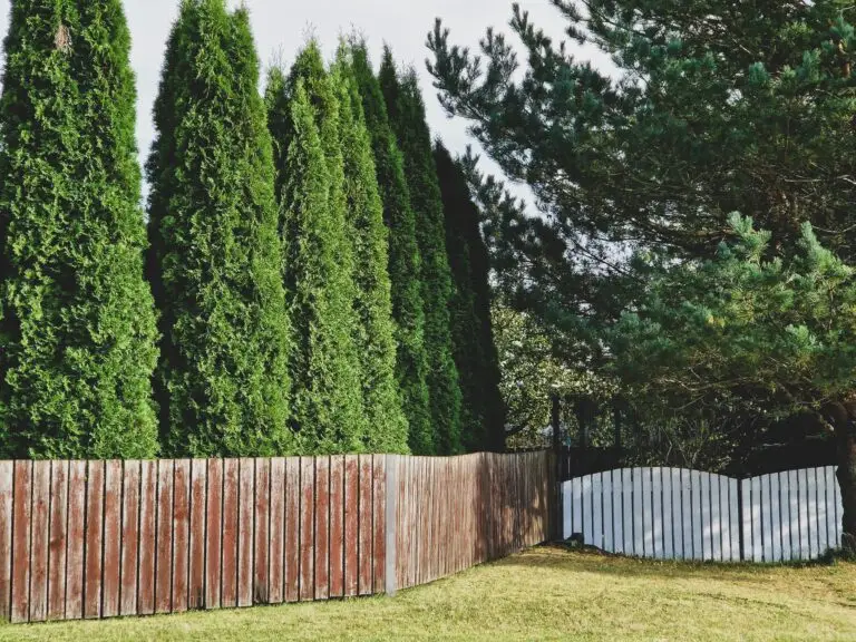 wooden fence in backyard